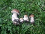 030913 - Funghi (Campra)