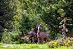 090615 - Capriolo (Lucomagno)